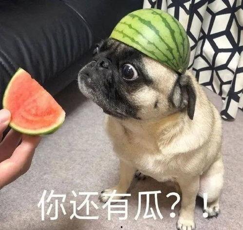 吃瓜爆料图片表情包大全高清,高清趣味瞬间，笑料横生！