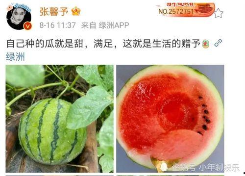 娱乐圈吃瓜西瓜,西瓜与吃瓜者的甜蜜较量