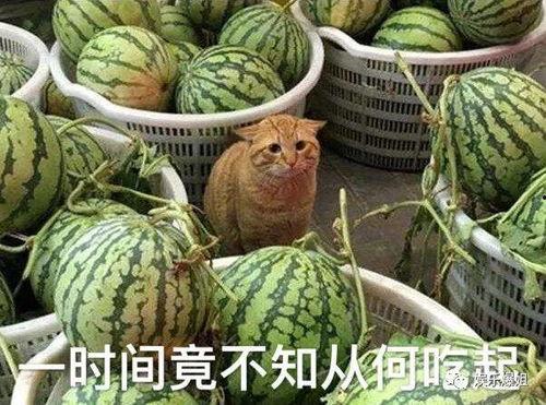 一起爆料吃瓜,一起爆料吃瓜，揭开明星背后的真相