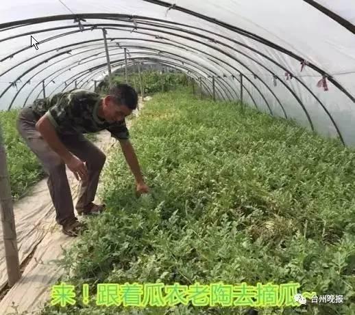 吃瓜群爆料大棚是真的吗,大棚真相揭秘，究竟是真的吗？