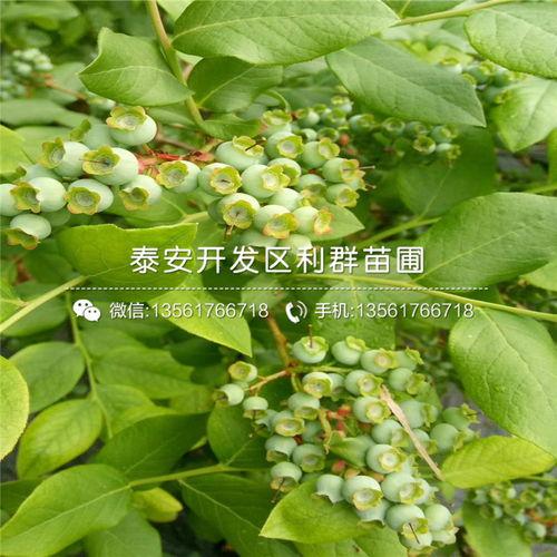 蓝莓明星网红,甜蜜事业，绿色生活