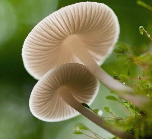 17c吃瓜蘑菇视频爆料,揭秘娱乐圈惊人内幕