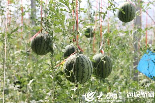 缙云吃瓜最新事件爆料视频