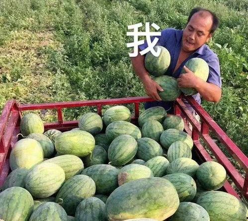 可以吃瓜娱乐圈