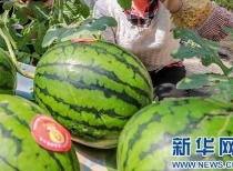 澧县吃瓜最新事件爆料信息,揭秘背后惊人真相，网络热议持续升温