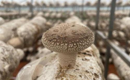 吃瓜爆料17c蘑菇招商,揭秘绿色产业新风口